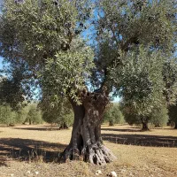 نهال زیتون زرد اصلاح شده