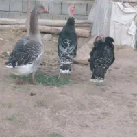 فروش بوقلمون غاز