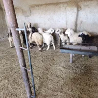 بره نر و کهره|حیوانات مزرعه|شیراز, ارم|دیوار