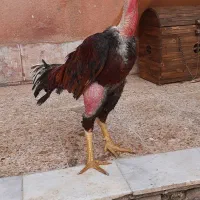 خروس لاری