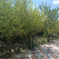 800-متر-پلاک-باغی-آب-شیرین-اسفهران