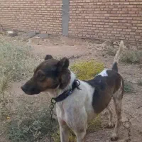 سگ شکاری پیداکن بشرط