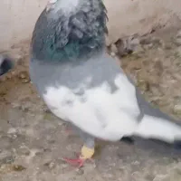 نر سینه سبز یال دم وصل|پرنده|شیراز, وزیرآباد|دیوار