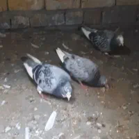 جفت بدرنگ پلنگ فروشی با یه جوجه