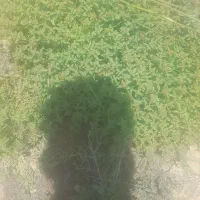 اذربه معطر