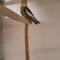 عروس هلندی ۱۰۰|پرنده|کردکوی, |دیوار