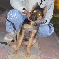 توله ژرمن نر