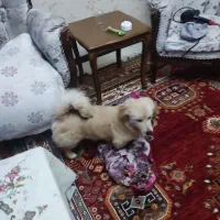 سگ ،، اشپیتز