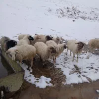 بره نر تالشی ۱۵ عدد