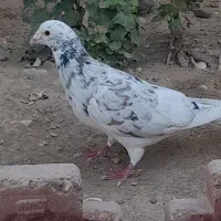 المانی