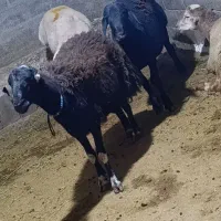 گوسفند