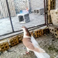 چپ زرد ماده|پرنده|شوشتر, |دیوار