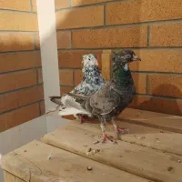 کبوتر سرور|پرنده|اردکان, |دیوار