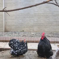 مرغ و جوجه و خروس نژاد کوشین|حیوانات مزرعه|گرگان, |دیوار