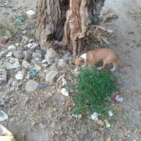 توله سگ ولش کورگی