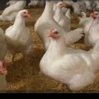 مرغ گوشتی زنده