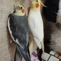 فروش پرنده عروس هلندی (نروماده)