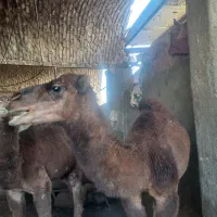 بچه شتر یکساله