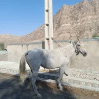 مادیون کورد