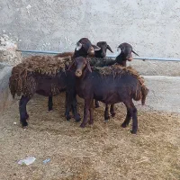 بره ماده قزل افشاری و قره چال|حیوانات مزرعه|قیدار, |دیوار