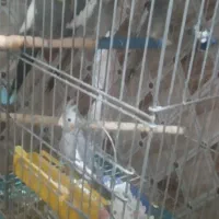 عروس هلندی|پرنده|سوسنگرد, |دیوار