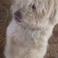 سگ‌ نر خانگی