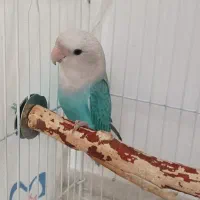 طوطی برزیلی رام