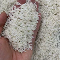 برنج شیرودی درجه یک