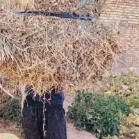 علوفه باغی و یونجه