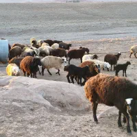 20تا میش|حیوانات مزرعه|بوئین زهرا, |دیوار