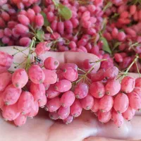 زرشک تازه باشاخه آبدار