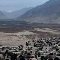 ۱۹۰ راس میش ترکی