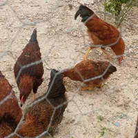 فروش تعدادی مرغ وخروس