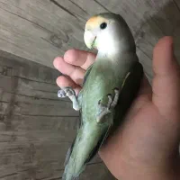 طوطی برزیلی دستی ماده