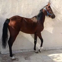 کره مادیان ۳ ساله