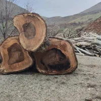 خرید انواع چوب تر و خشک