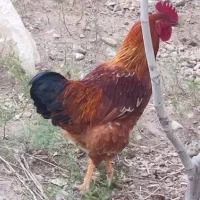 خروس  و مرغ محلی