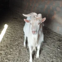 تکه سانن اصل دوساله|حیوانات مزرعه|تربت جام, جامرود|دیوار