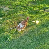 هشترخان هشترخان هشترخان هشترخان