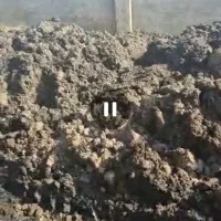 کودمرغی|خدمات باغبانی و درختکاری|نسیمشهر, |دیوار