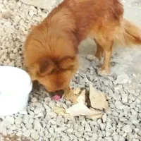 فروش سگ خانگی با هوش حرف گوش کن