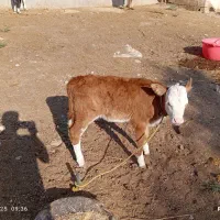 گوساله ماده آلمانی شیری وعلف خوار