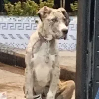 گریت دین نر  معاوضه با هر چی بکارم بیاد