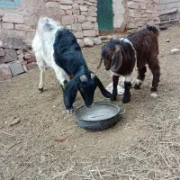 بز و بزغاله جوان پر شیر