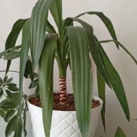 پایه گل
