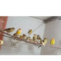 قناری های رنگا ب رنگ از همه رنگ