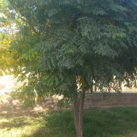 کارهای باغبانی و دیگر با اکیپ جوان