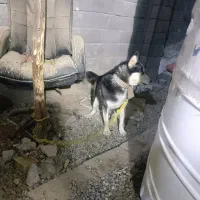 سگ هاسکی چشم یخی