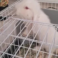 خرگوش لوپی ۸ ماهه سالم نر دو. تومن