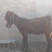 دو عدد بزغاله چاق